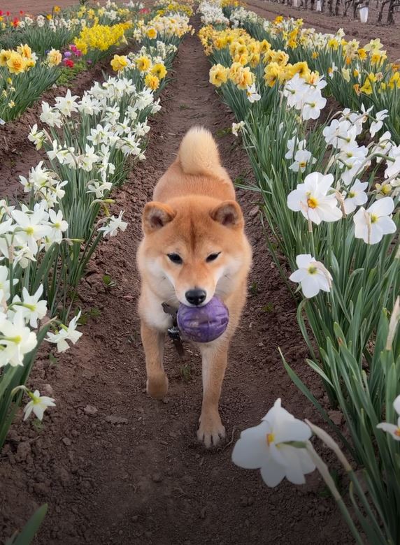 Shiba inu